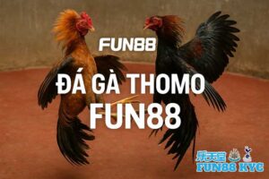 Đá Gà Thomo FUN88 – Diễn Biến Nóng Liên Tục Tạo Nên Sức Hút 